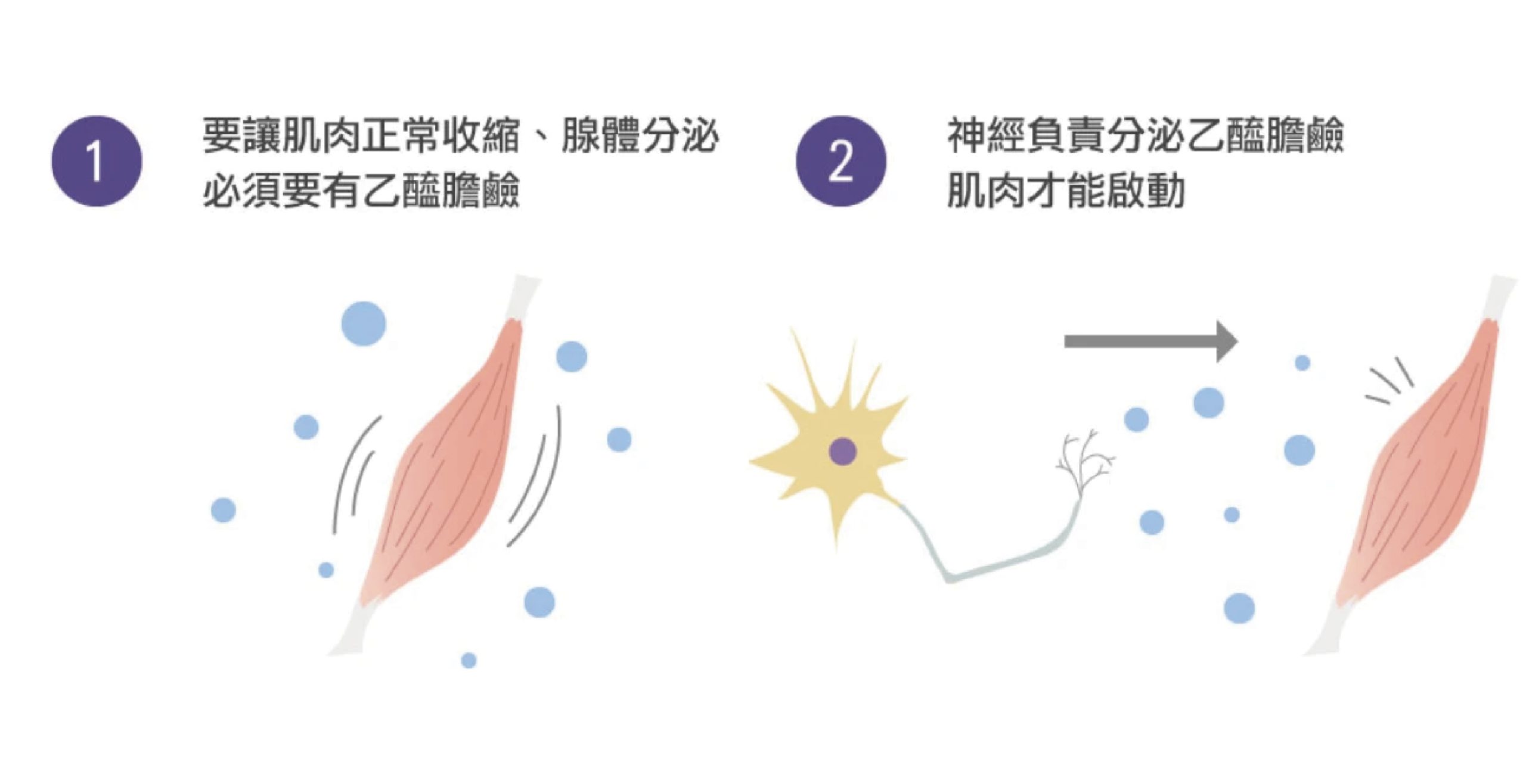 肉毒原理